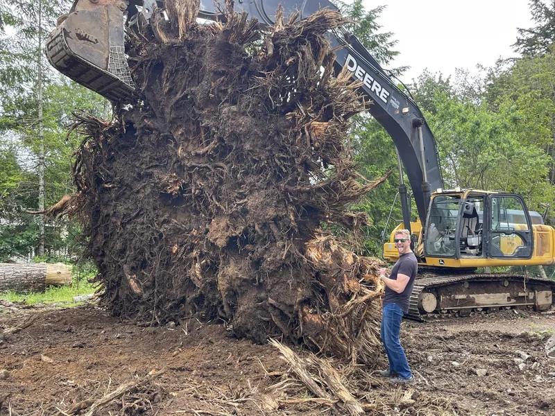 DirtRaptor excavator lifting a massive 93-year-old Douglas fir root ball during a land clearing job in Arlington, WA