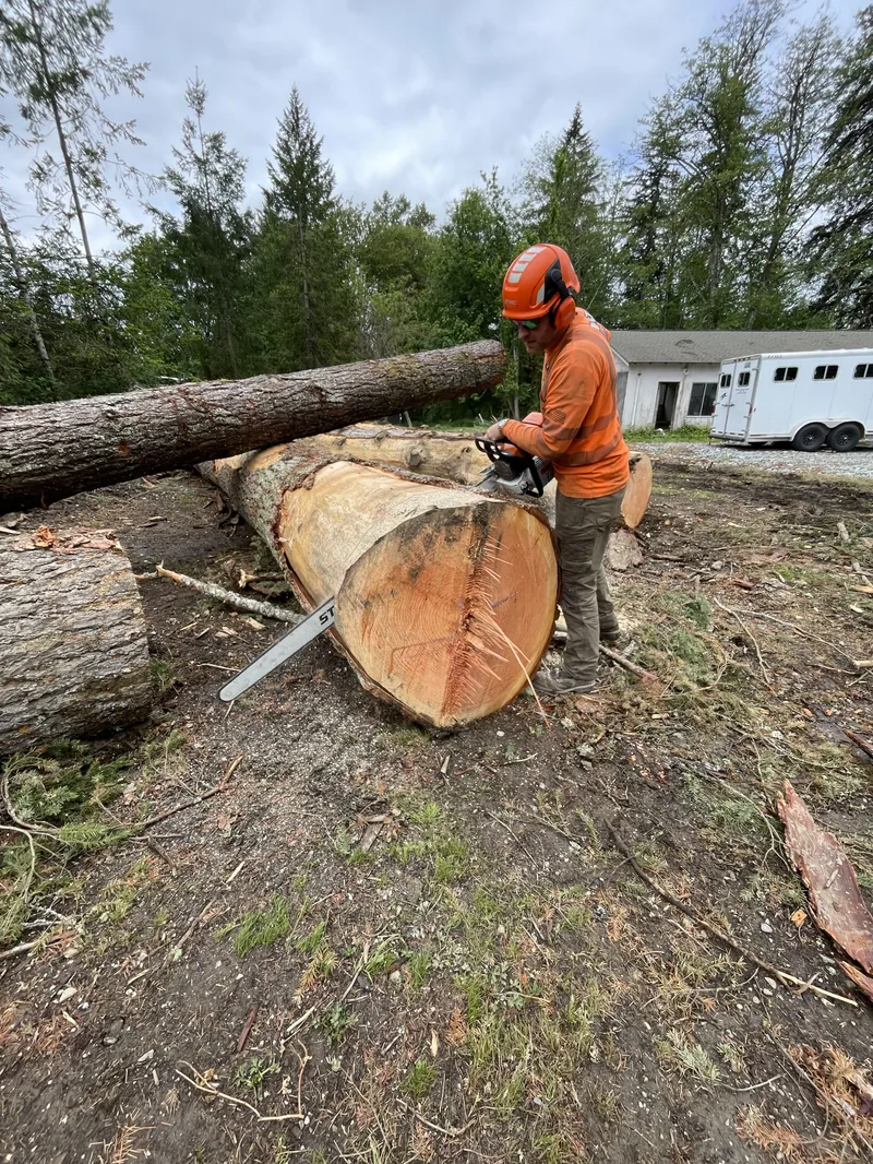 Arborist bucking a large cedar log with a chainsaw
