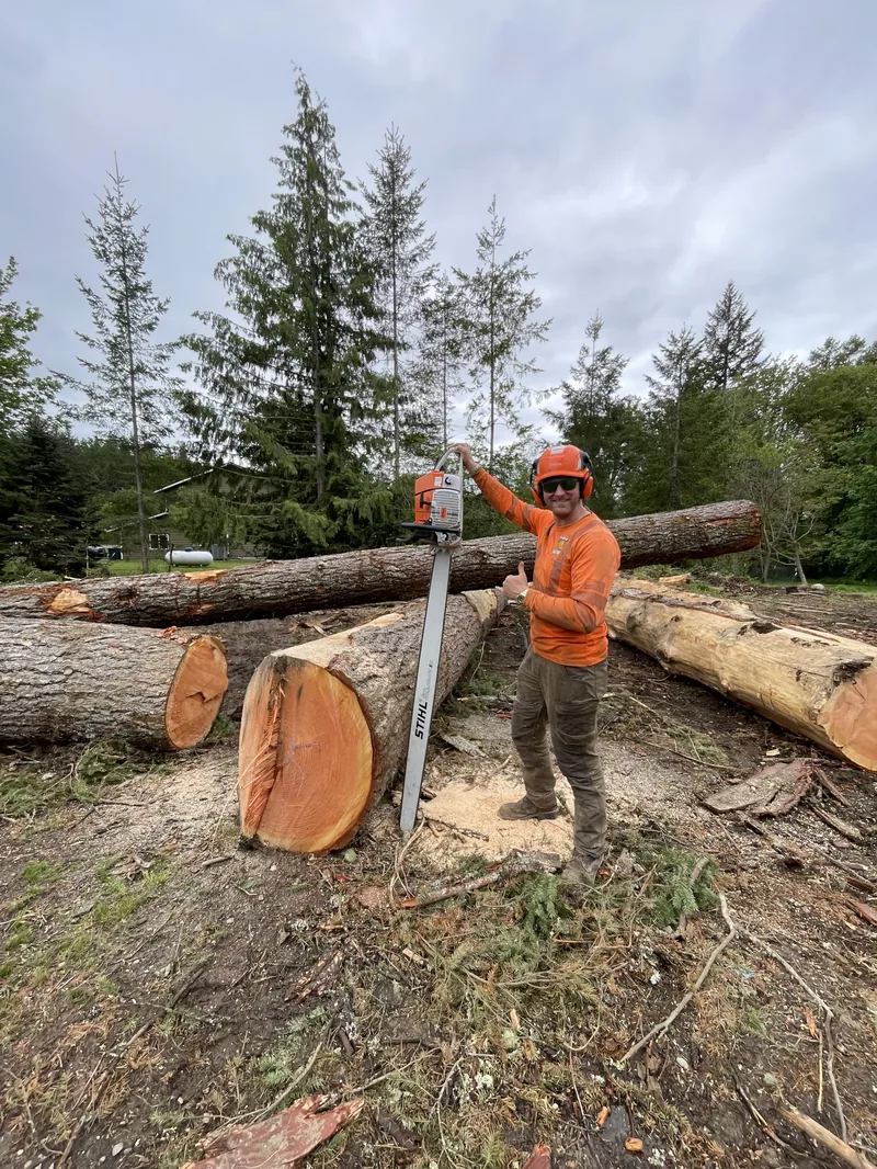 Huge cedar rounds cut and stacked, shown for scale
