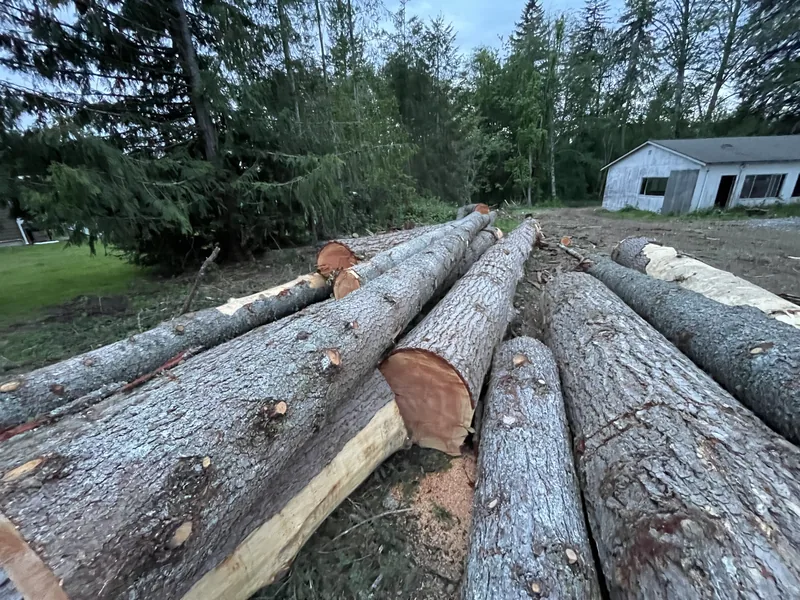 Felled cedar logs bucked and stacked for removal