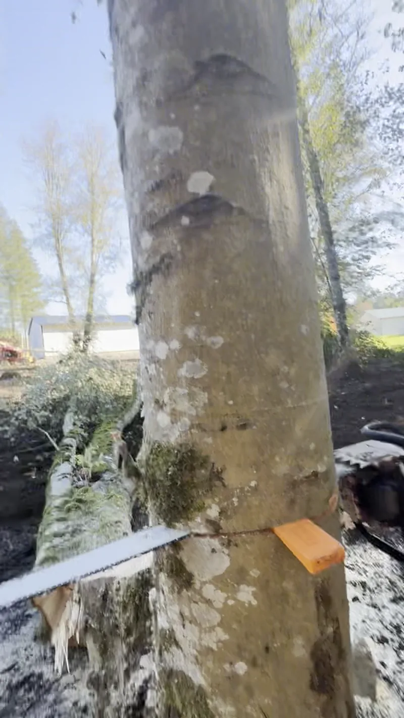 Arborist using a felling wedge and back cut to steer an alder away from a fence