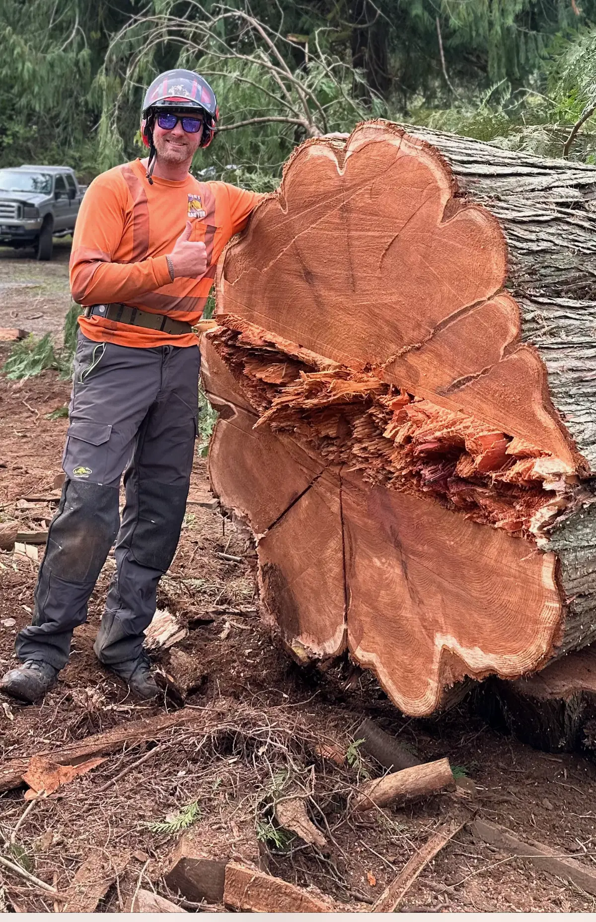 DirtRaptor owner standing beside a 5-foot-wide western red cedar round in Stanwood, WA for scale