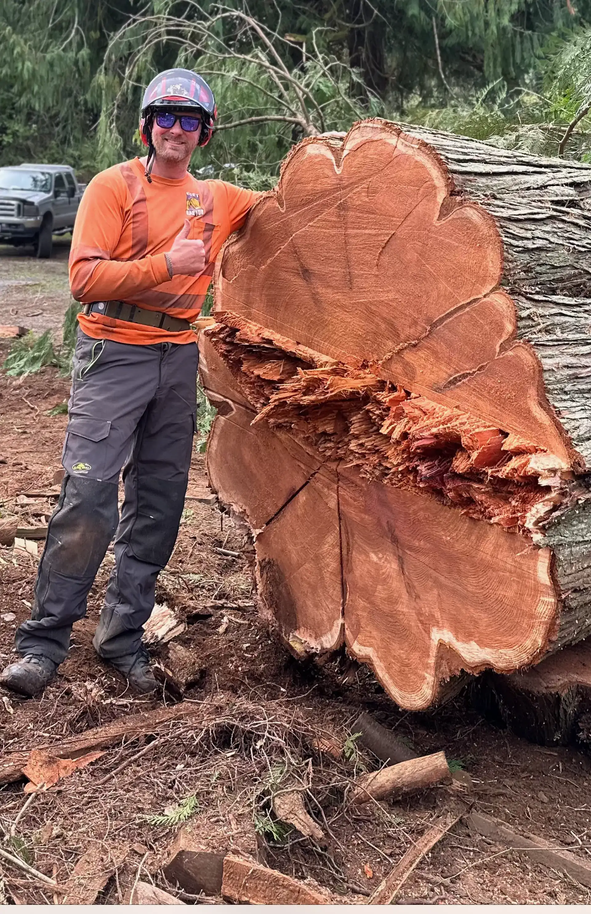 DirtRaptor owner standing beside a 5-foot-wide western red cedar round in Stanwood, WA for scale