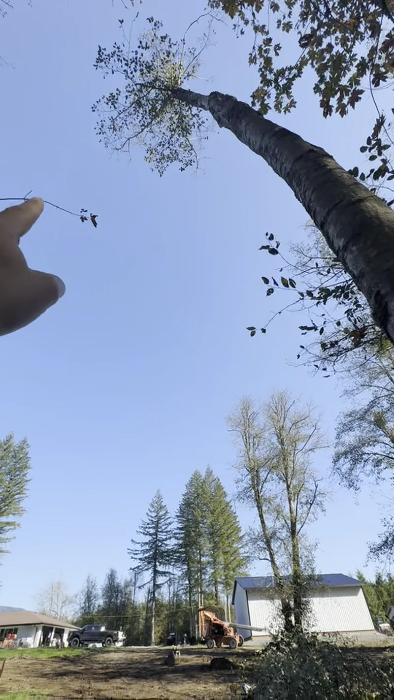 Large alder leaning over a horse pasture before removal in Arlington, WA