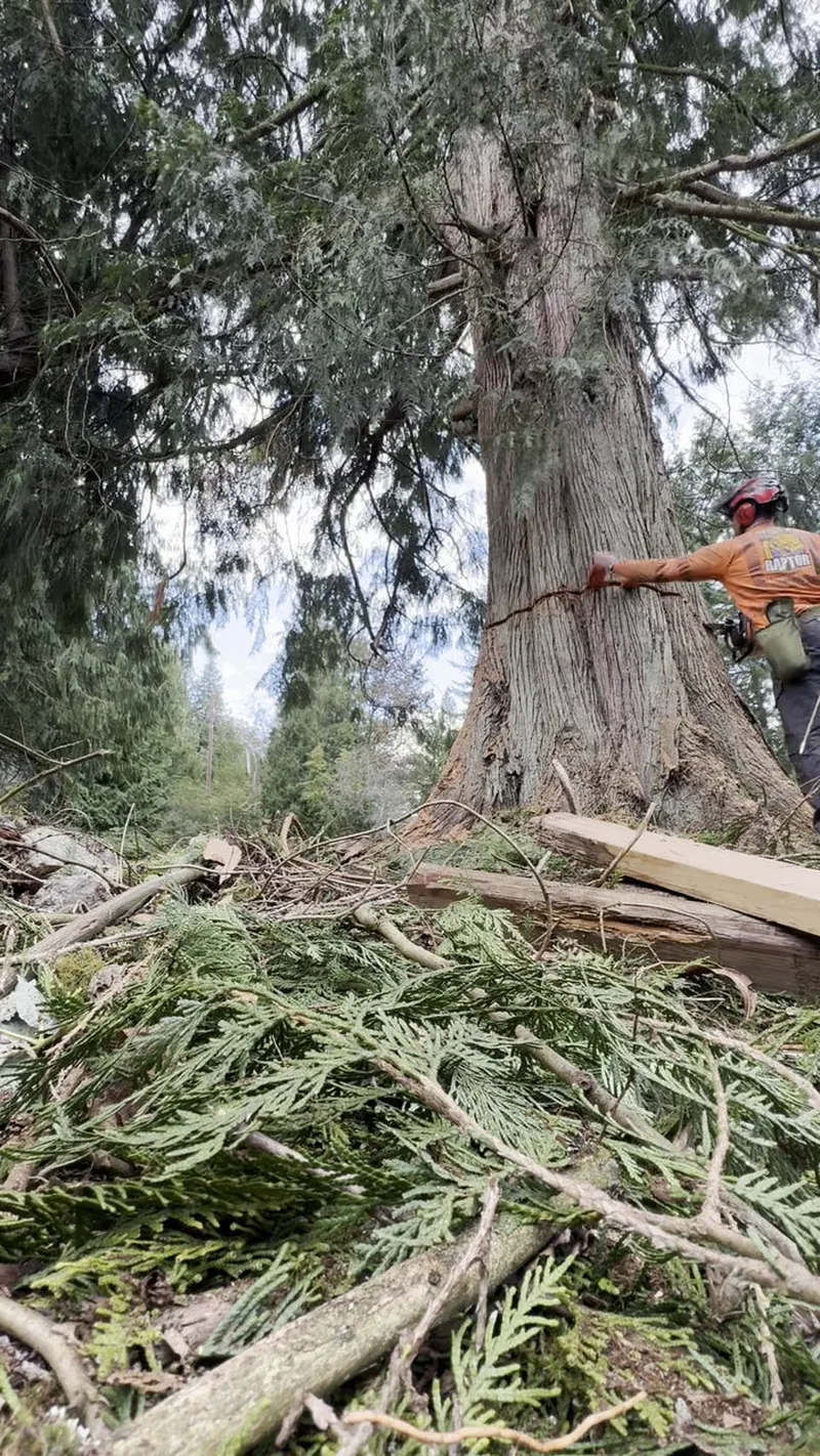 Massive standing western red cedar before removal in Stanwood, WA