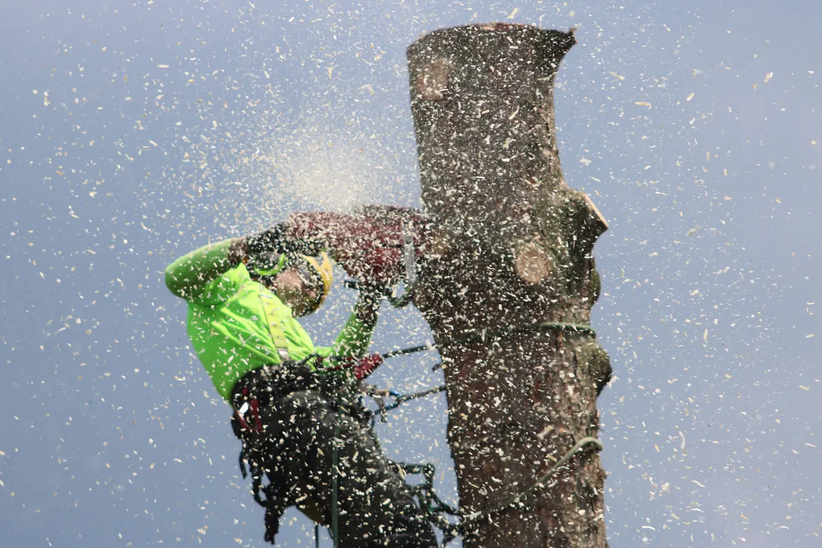 Experienced arborist sectioning a tree during a controlled removal